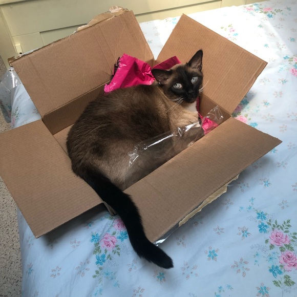 Meet your Posher, Deva - Picture 2 of 2